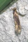 Opogona omoscopa