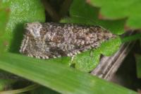Celypha lacunana