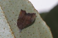 Choreutis nemorana