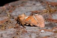 Triodia sylvina