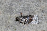 Apotomis betuletana