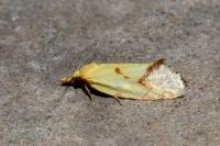 Agapeta hamana