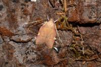 Carcina quercana