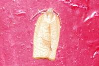 Cacoecimorpha pronubana