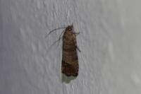Cydia pomonella