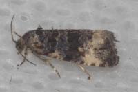 Endothenia gr. gentianaeana