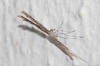 Agdistis
