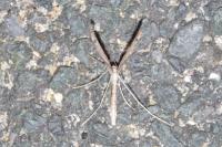 Agdistis