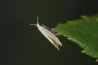 Coleophora