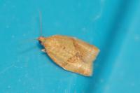 Clepsis consimilana