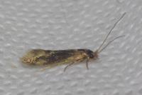 Opogona omoscopa