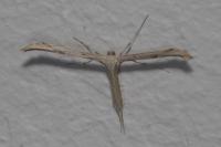 Emmelina monodactyla
