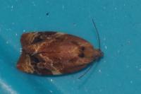 Ditula angustiorana