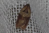 Acleris variegana
