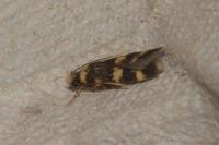 Oegoconia