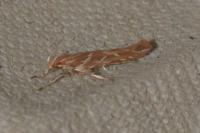 Pyroderces argyrogrammos