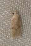 Agonopterix assimilella