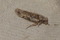 Psoricoptera gibbosella
