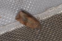 Celypha striana