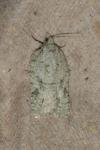 Acleris literana