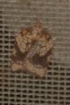 Acleris rhombana