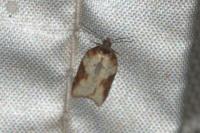 Acleris schalleriana