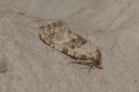 Neocochylis molliculana