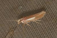 Ypsolopha parenthesella