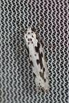 Ethmia pusiella/candidella