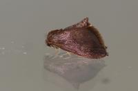 Heterogenea asella