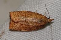Pandemis corylana