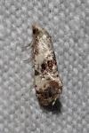 Neocochylis hybridella