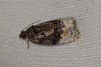 Apotomis betuletana