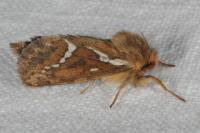 Korscheltellus lupulinus