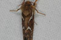 Korscheltellus lupulinus