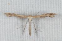 Oxyptilus