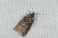 Cnephasia