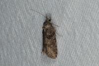Cnephasia