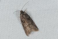 Cnephasia