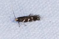 Oxypteryx wilkella