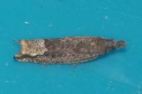 Ancylis tineana