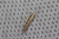 Plutella xylostella