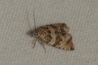 Celypha cespitana