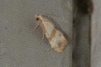 Phalonidia contractana