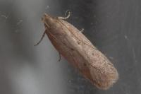 Bryotropha terrella