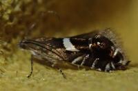 Glyphipterix umbilici
