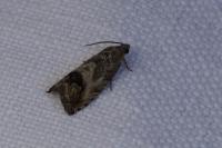 Cydia splendana