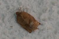 Archips podana