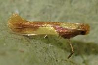 Caloptilia robustella