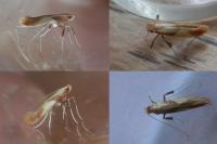 Caloptilia robustella